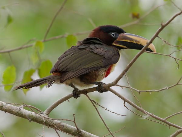 Bruinoorarassari (Pteroglossus castanotis)